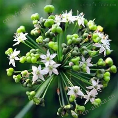曲保咸菜铺 韭菜花 火锅调料蘸料 大颗粒 家用炒菜