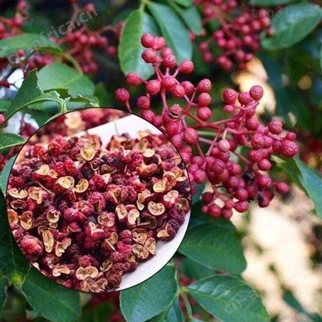挑选花椒烘干机 空气能小型烘干机 药材干燥设备