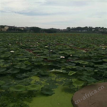 加厚泥鳅养殖网箱 养鱼龙虾螃蟹网箱 福利 定做渔网拉网网箱