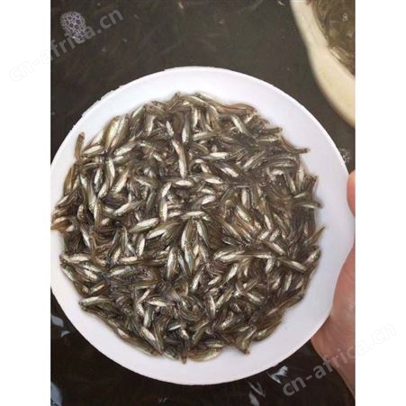 加州鲈鱼苗加州鲈鱼苗现售 水花苗淡水鲈鱼苗 大嘴黑鲈鱼苗  鲈鱼苗