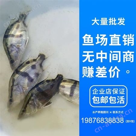 广州市桂花鱼苗鱼场直售 桂花鱼苗 鳜鱼苗 翘嘴鳜鱼 季鱼 鳌花 桂鱼鱼苗 贵鱼苗888