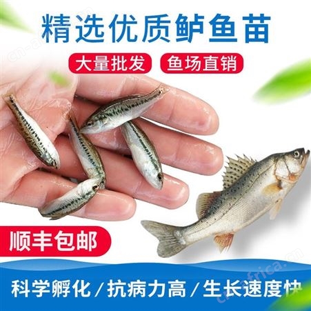 鱼苗场直售加州鲈鱼苗批发 鲈鱼苗 优鲈一号 鲈鱼大口鲈鱼 黑鲈 鱼苗 鱼苗批发66