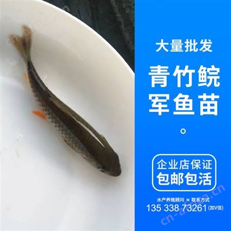 优质光倒剌鲃鱼苗 中华倒刺鲃鱼苗 军鱼苗 青竹鲩鱼苗 鱼苗批发888