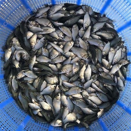 白鲫中科三号鲫鱼苗 东北鲫工程鲫鱼苗 鲫鱼水花 淡水白鲫 彭泽鲫