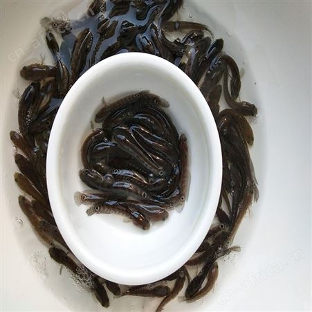 批发谈水七星鱼苗 星鱼 七星鱼养殖场 中渔水产