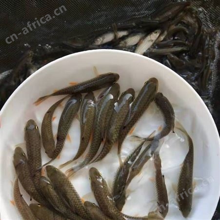 优质光倒剌鲃鱼苗 中华倒刺鲃鱼苗 军鱼苗 青竹鲩鱼苗 鱼苗批发888