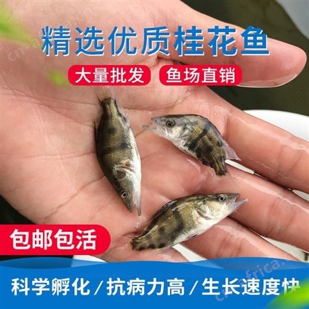 广州市桂花鱼苗鱼场直售 桂花鱼苗 鳜鱼苗 翘嘴鳜鱼 季鱼 鳌花 桂鱼鱼苗 贵鱼苗888