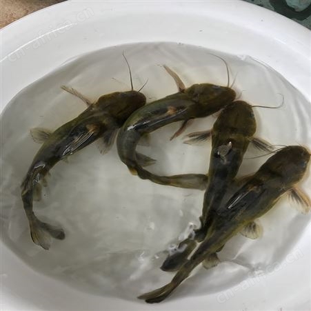 单性黄骨鱼 鱼苗批发 杂交黄骨鱼