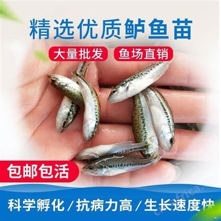 专业加州鲈鱼 加州鲈鱼苗批发 价格实惠 数量充足