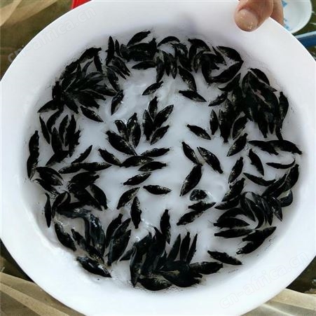 桂鱼 季鱼 鳜鱼苗繁殖场