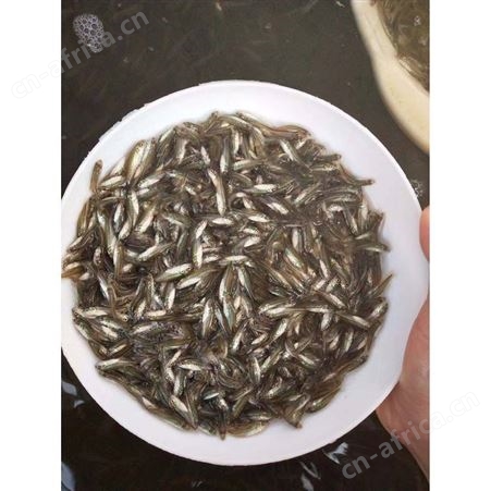 黑鲈鱼苗淡水加州鲈鱼苗 广东鲈鱼苗批发 优鲈3号苗供应 优鲈一号鱼苗