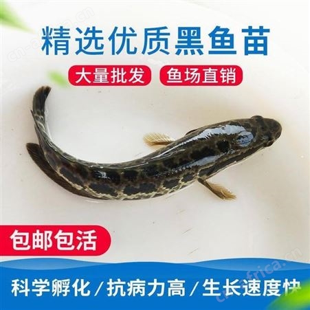 杂交生鱼黑鱼苗 乌鱼苗 生鱼苗渔场直供 鱼苗批发价格生鱼苗