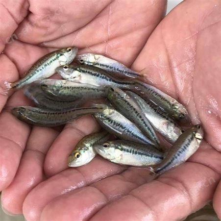 大口鲈鱼苗鲈鱼鱼苗 杂交鲈鱼鱼苗 生鲈鱼鱼苗批发 优鲈一号鱼苗