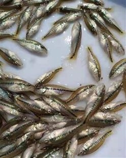 专业加州鲈鱼 加州鲈鱼苗批发 价格实惠 数量充足