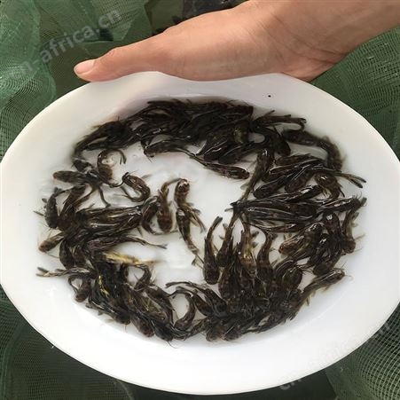 单性黄骨鱼 鱼苗批发 杂交黄骨鱼