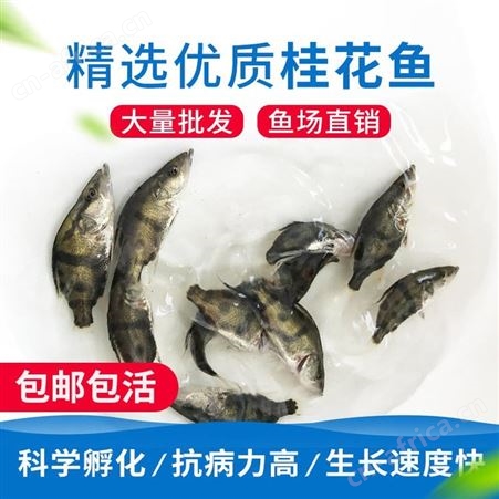 广州市桂花鱼苗鱼场直售 桂花鱼苗 鳜鱼苗 翘嘴鳜鱼 季鱼 鳌花 桂鱼鱼苗 贵鱼苗888