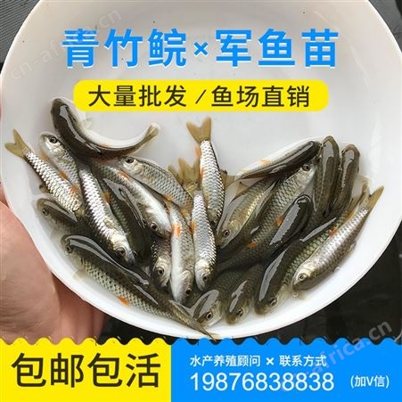优质光倒剌鲃鱼苗 中华倒刺鲃鱼苗 军鱼苗 青竹鲩鱼苗 鱼苗批发888