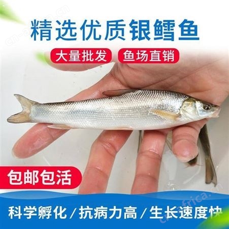 大鳞鲃银鳕鱼苗大量批发银鳕鱼苗 淡水大鳞鲃银鳕鱼苗种出售 银鳕鱼苗