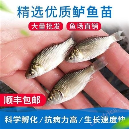 白鲫中科三号鲫鱼苗 东北鲫工程鲫鱼苗 鲫鱼水花 淡水白鲫 彭泽鲫