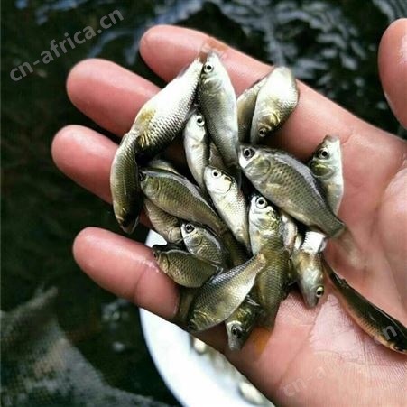 中科鲫鱼苗 价格合理