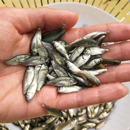 鲫鱼苗 湘云鲫鱼苗活体 淡水鲫鱼鱼苗 中科五号鲫鱼苗 东北鲫鱼苗 白鲫