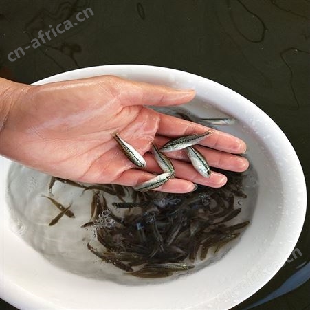 中渔水产 开背海鲈鱼 三号鲈鱼 现货供应
