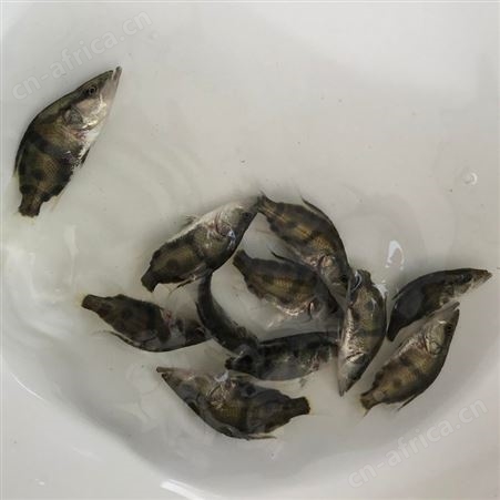 广州市桂花鱼苗鱼场直售 桂花鱼苗 鳜鱼苗 翘嘴鳜鱼 季鱼 鳌花 桂鱼鱼苗 贵鱼苗888