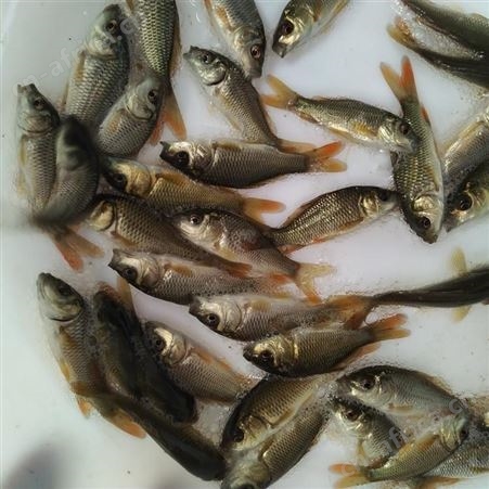 鲫鱼苗批发 黑鲫鱼苗 特种水产 量大价优