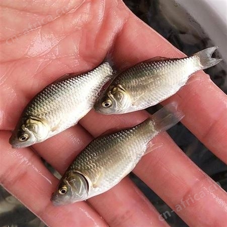鲫鱼苗 湘云鲫鱼苗活体 淡水鲫鱼鱼苗 中科五号鲫鱼苗 东北鲫鱼苗 白鲫
