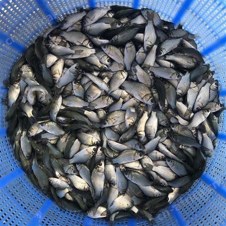 广州市优质中科三号鲫鱼苗鲫鱼水花鲫鱼苗东北鲫鱼湘云鲫鱼彭泽鲫金鲫银鲫白鲫1