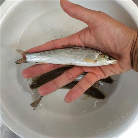 大鳞鲃银鳕鱼苗大量批发银鳕鱼苗 淡水大鳞鲃银鳕鱼苗种出售 银鳕鱼苗