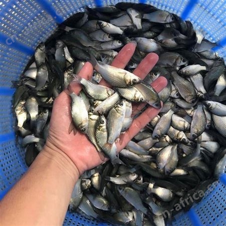 白鲫中科三号鲫鱼苗 东北鲫工程鲫鱼苗 鲫鱼水花 淡水白鲫 彭泽鲫