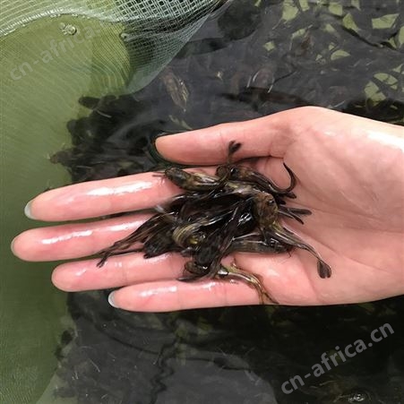 单性黄骨鱼 鱼苗批发 杂交黄骨鱼