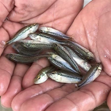 鱼苗场直售加州鲈鱼苗批发 鲈鱼苗 优鲈一号 鲈鱼大口鲈鱼 黑鲈 鱼苗 鱼苗批发66