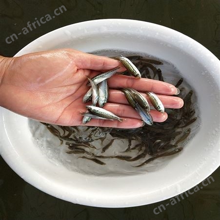 中渔水产 宝石鲈鱼 黑鲈鱼苗价格 欢迎选购