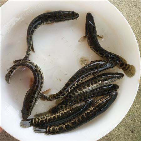 黑鱼苗 乌鱼苗 生鱼苗 财鱼苗 杂交黑鱼 杂交生鱼 鱼苗批发 蛇鱼 火头鱼