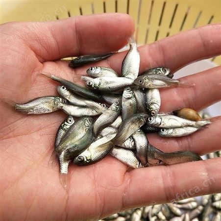 广州市优质中科三号鲫鱼苗鲫鱼水花鲫鱼苗东北鲫鱼湘云鲫鱼彭泽鲫金鲫银鲫白鲫1