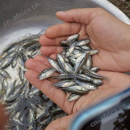 专业加州鲈鱼 加州鲈鱼苗批发 价格实惠 数量充足