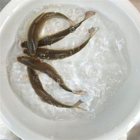 大鳞鲃银鳕鱼苗 银鳕鱼苗 淡水养殖银鳕鱼苗 广东鱼苗基地银鳕鱼苗 银雪鱼苗