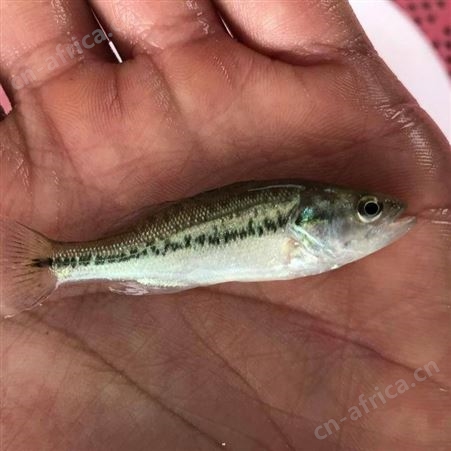 加州鲈鱼苗加州鲈鱼苗现售 水花苗淡水鲈鱼苗 大嘴黑鲈鱼苗  鲈鱼苗