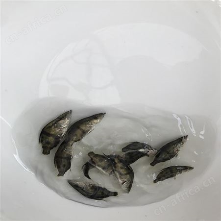 桂鱼 高成活率鳜鱼苗 桂花鱼价格