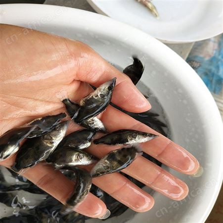 鳜鱼 高成活率鳜鱼苗 鱼苗市场供应