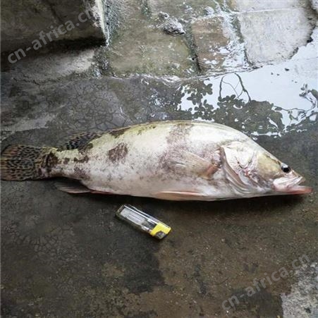 鯚鱼 淡水桂花鱼苗 鱼苗养殖场