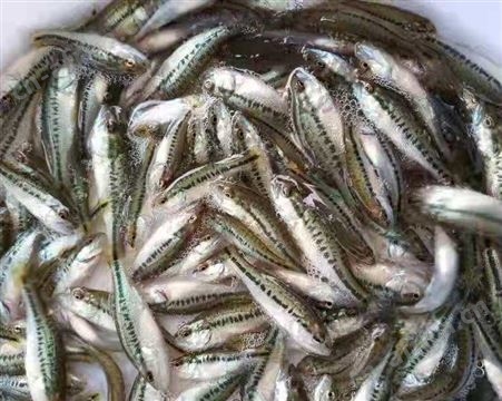 专业加州鲈鱼 加州鲈鱼苗批发 价格实惠 数量充足