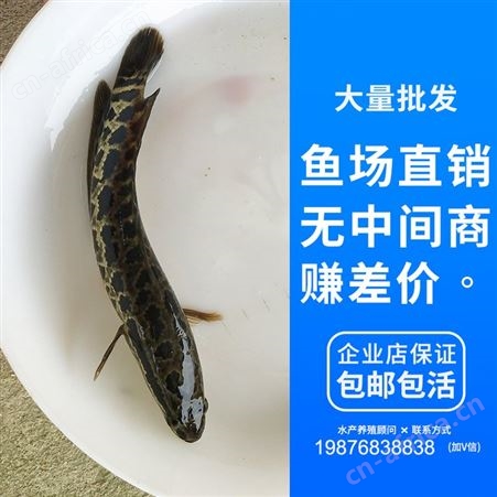 黑鱼苗 乌鱼苗 生鱼苗 财鱼苗 杂交黑鱼 杂交生鱼 鱼苗批发 蛇鱼 火头鱼