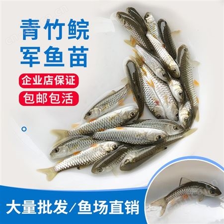 优质光倒剌鲃鱼苗 中华倒刺鲃鱼苗 军鱼苗 青竹鲩鱼苗 鱼苗批发888