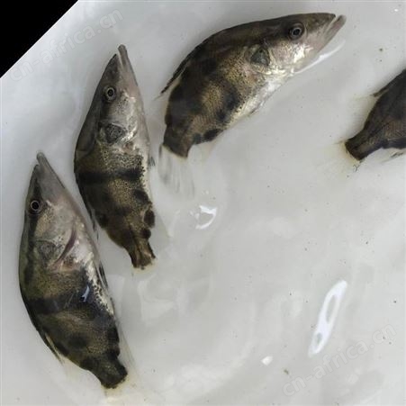 桂花鱼出售翘嘴桂花鱼苗 翘嘴鳜鱼苗 翘嘴桂鱼苗 桂鱼鱼苗