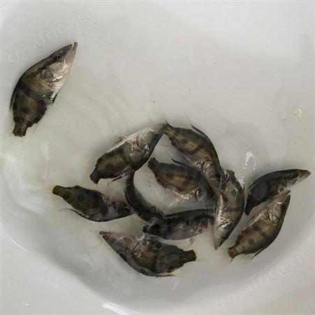 桂花鱼出售翘嘴桂花鱼苗 翘嘴鳜鱼苗 翘嘴桂鱼苗 桂鱼鱼苗