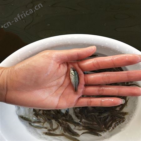 中渔水产 宝石鲈鱼 黑鲈鱼苗价格 欢迎选购