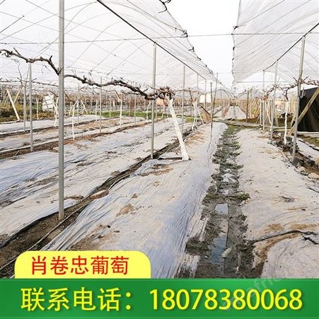 广西钢架大棚_东兴连栋大棚公司报价合适